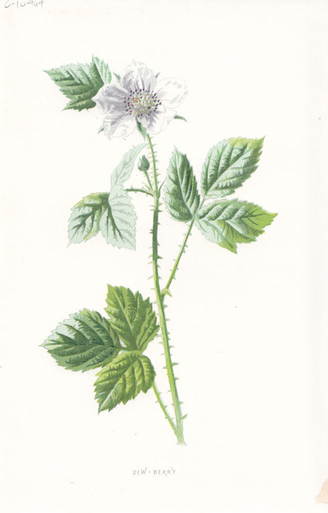 FLOWERS. Dewberry c1895 old antique vintage print picture